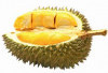 Durian Tembaga Muara Enim: Primadona Durian yang Diburu Pecinta Buah!