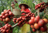 3 Kabupaten di Sumsel Terunggul dalam Produksi Kopi,Cek Mungkin Daerah Kamu!