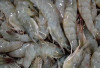 Arti Mimpi Mendapatkan Udang, Baik Udang Kecil ataupun Udang Besar