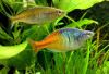 7 Fakta Rainbow Boesemani, Ikan Pelangi dengan Warna Spektakuler