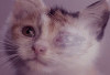 Ini Penyebab Anak Kucing Mengalami Sakit Mata