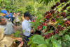 PTBA Dampingi Petani Kopi Sawahlunto Panen dan Ciptakan Nilai Tambah