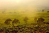 Agrowisata Kebun Teh Dempo Pagaralam: Sensasi Liburan Ala Eropa di Sumatera Selatan