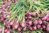 Bukan OKU atau Muara Enim, Tapi Pagaralam! Ini Daerah Jawara Produksi Bawang Merah di Sumsel