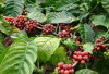 OKU Selatan dan Empat Lawang jadi pilar Ekonomi Kopi Sumsel, Suplai Terbesar untuk Pasar Nasional!