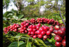 Lahan Kopi di Sumsel Tembus 267 Ribu Hektar! Kota Kecil Seperti Pagar Alam Justru Unggul, Ekonomi Bergerak!