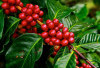 Selain Punya Danau Terbesar ke-2 di Sumatera, Kabupaten  Ini Juga Nomor 1 Produksi Kopi di Sumsel