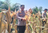 Hasil Panen Jagung Mencapai 4 Ton Jagung