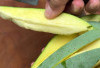 Keuntungan Makan Mangga Setengah Masak