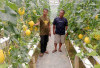 Potensi Buah Melon Premium Asal Desa Tanjung Karangan Menggiurkan, Potensi Agrowisata di Kabupaten Muara Enim