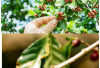 Penghasil Kopi Terbaik, Ini Daerah Jago Produksi Kopi di Sumsel