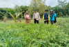 Tanam Kacang Tanah Untuk Ketahanan Pangan
