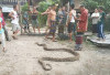 Ular Piton Sepanjang 5 Meter Ditumpukan Kayu Bakar Gegerkan Warga Muara Gula Lama