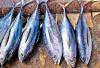 Kaya dengan Rasa, Resep Mudah Membuat Masakan Ikan Tongkol Bumbu Sarden