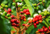 OKU Selatan Juara Produksi Kopi Sumsel, Geser Posisi Pagar Alam