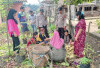 Warga Panen Jagung Program Perkarangan Pangan Bergizi