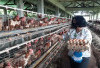 Mengapa Ogan Ilir Unggul dalam Produksi Telur di Sumsel, Ini Rahasianya