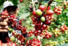 Bukan Pagar Alam! OKU Selatan Diam-Diam Jadi Raja Kopi Sumsel dengan Produksi Tembus 60 Ribu Ton