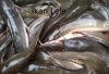 8 Khasiat Ikan Lele yang Banyak Orang tidak Tahu