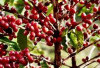 Bukan Pagaralam, Ini Daerah Juara Produksi Kopi Terbesar di Sumsel 