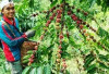 Pagaralam Ikonik tapi Bukan Daerah Utama Penghasil Kopi di Sumsel 