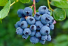 6 Manfaat Buah Blueberry Untuk Kecantikan