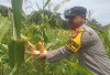 Pantau Perkembangan Tanaman Jagung