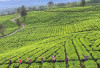 Tawarkan Spot Foto Instagramable, Ini Kota Wisata Dingin di Sumsel, Santai dan Ngopi di Tengah Keindahan Alam 