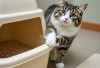 3 CaraPaling Umum Melatih Kucing Pup di Litter Box di Kamar Mandi  