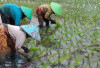 Solusi Pertanian Masa Depan, Mina Padi untungkan Petani!