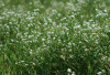 7 Khasiat Dari Rumput Mutiara