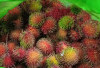 Tingkatkan Daya Tahan Tubuh Cukup Konsumsi Buah Rambutan