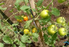 5 Cara Menanam Tomat dari Biji Mudah dan Simpel