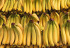 Kisah Sukses Petani Pisang Cavendish kelola 30 Hektar Lahan dengan Sistem Modern 