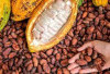 Muara Enim, OKI dan PALI Banjir Kopi dan Kakao! Sumsel Bersiap Jadi Raksasa Perkebunan Tropis