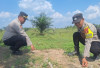 Pertumbuhan Jagung Tidak Tumbuh Optimal    