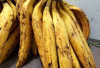 8 Khasiat Pisang Tanduk yang Harus Anda Ketahui