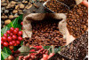 Berada diperbatasn Lampung, Berhawa Sejuk: Kabupaten Ini Juara 1 Produksi Kopi di Sumsel Kalahkan Pagaralam