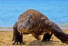 5 Fakta Komodo, Kadal Terbesar Dunia yang Hanya Hidup di Indonesia
