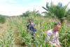 Bhabinkamtibmas Dampingi Petani Cek Pertumbuhan Jagung