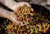 Bukan Pagar Alam! Daerah Tak Terduga Ini Diam-diam Kuasai Produksi Kopi Sumsel Hingga 62 Ribu Ton