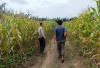 Polsek Sungai Rotan Cek Progres Ketahanan Pangan di Lahan PT R6B
