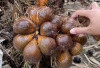 4 Cara Memilih Buah Salak Sudah  Matang dan Manis