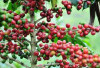 Sumatera Pegang Kendali Kopi Indonesia: Sumsel dan Lampung Jadi Penopang Utama Dunia