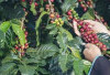 Bukan Pagaralam! Ini Daerah Ternyata Raja Kopi Sumsel, Produksinya Tembus Puluhan Ribu Ton