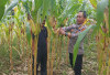 Jagung Siap Panen, Dukung Ketahanan Pangan Desa