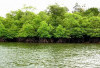 TWA Jering Menduyung: Benteng Mangrove Bangka Barat, Penjaga Laut, Budaya, dan Kehidupan