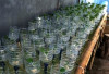 Tanam Sayuran Segar di Rumah dengan Hidroponik Botol Bekas, Mudah & Ramah Lingkungan