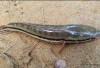 6 Khasiat Ikan Toman yang Banyak Tidak Diketahui