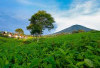 Gunung Dempo dan Danau Ranau: Wisata Sejuk di Sumsel yang Bikin Betah Liburan!